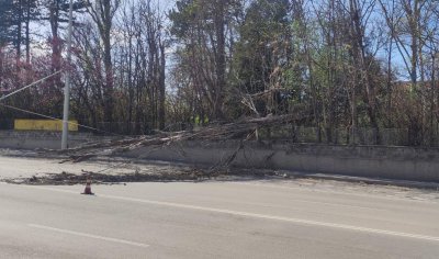 Изсъхнало дърво падна върху контактната тролейбусна мрежа в Русе заради