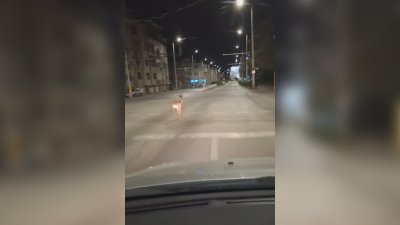 Сърна препуска по един от централните булеварди в Русе Видео