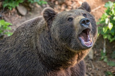 Седем нападения от мечки в Смолянско са станали през март