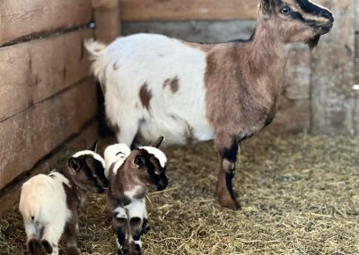 Близначета мини холандски козички се родиха в бургаския зоопарк (СНИМКИ)