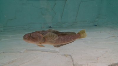 Риба от Антарктида вече е част от постоянната експозиция на Природонаучния музей в Пловдив