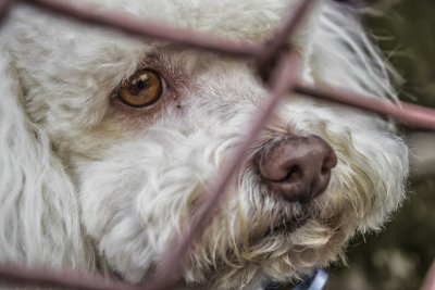 Хърватските приюти приемат 10 000 изоставени животни годишно предимно кучета