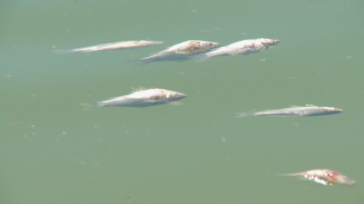 Сигнал за умряла риба в Гребния канал в Пловдив