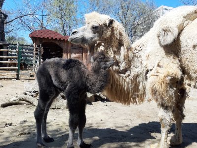Бебе камилче е най новият обитател на зоопарка във Варна Дългоочакваното
