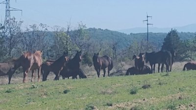Безстопанствени коне нанасят щети на земеделски площи около Кресна