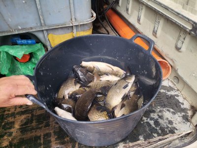 След случая на умряла риба на Гребната база в Пловдив