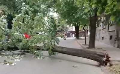 Порой във Велико Търново събори дърво на оживена улица в центъра