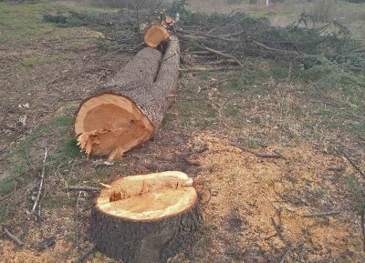 Отрязаха дърветата в центъра на Дупница