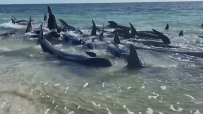 Десетки китове заседнаха на западното австралийско крайбрежие Между 50 и 100