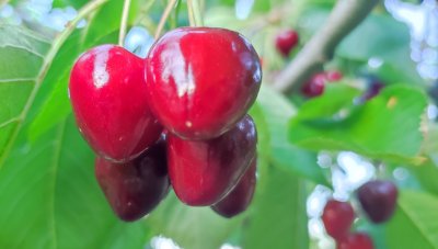 Заради рязкото застудяване: Застрашена ли е реколтата от плодове в Кюстендилско?