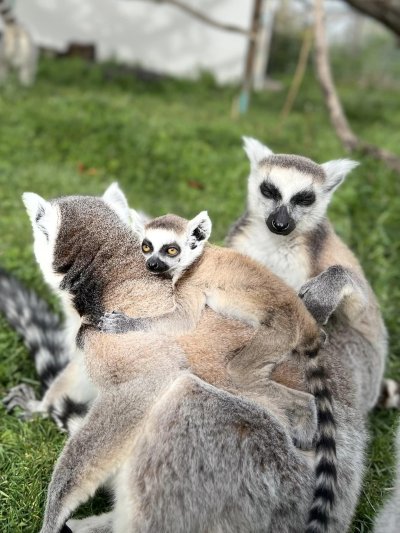 Бургаският зоопарк се похвали с бейби бум (СНИМКИ)