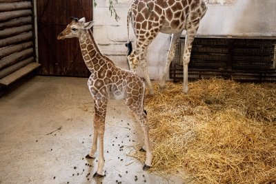 Новородено жирафче радва посетителите на зоопарка във Вроцлав Полша Жирафчето
