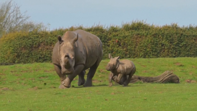 Бебе носорг е най-новата аткракция на зоопарк край Лондон