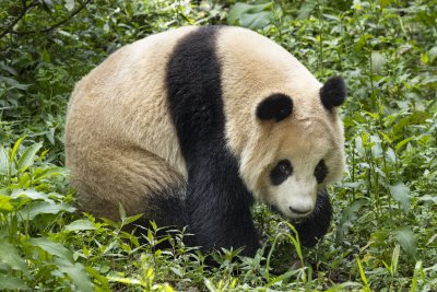 Гигантската панда Син Бао скоро ще напусне дома си в
