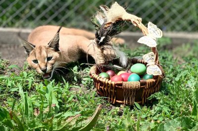 Бургаският зоопарк ще раздаде великденски яйца на част от обитателите