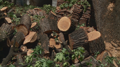 Сеч на вековни дървета помрачи Цветница в пловдивското село Браниполе