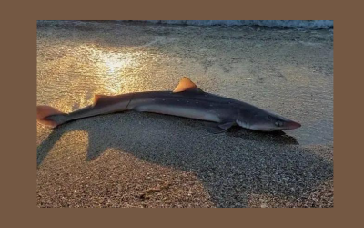 Акула се появи на бургаския плаж