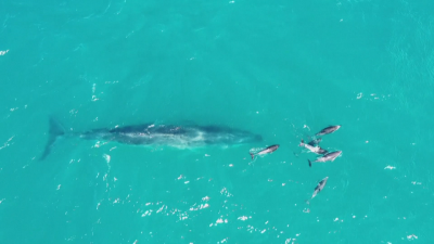 Китове от застрашен вид се завръщат край арежнтинските брегове