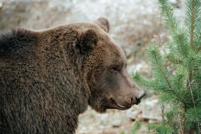 Почина мечокът Чарли от парка в Белица