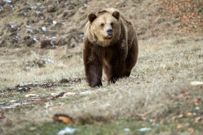 Почина мечокът Чарли от Парка за танцуващи мечки в Белица