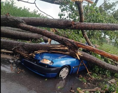 Дърво падна върху лек автомобил в Пловдивско (СНИМКИ)