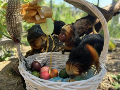 Бургаският зоопарк раздаде великденски яйца на част от обитателите си