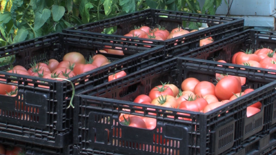 Евросъюзът е искал да забрани любимия на хиляди българи розов домат?