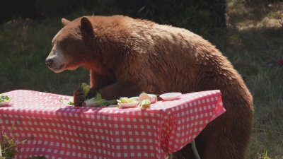 Мечешка наслада: Организираха пикник за мечоците в зоологическата градина в Оукланд