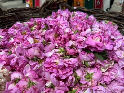 Кулминацията на Празника на розата събра в Казанлък стотици туристи