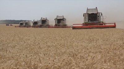 Зърнопроизводителите от Пловдивско се надяват поне на 400 лева изкупна