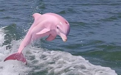 Снимка на розов делфин публикувана вчера във Фейсбук страницата Несебър