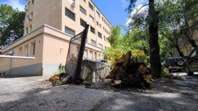 Дърво падна пред столичната болница Шейново Причината е разразилата се