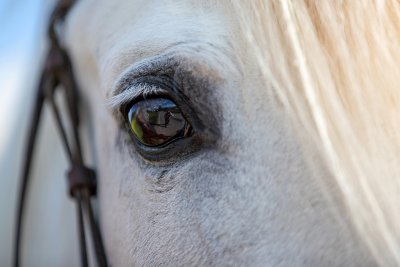 Кой и защо убива коне в Етрополе?