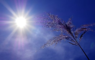 Температура от 40 1 на сянка отчетоха термометрите в Русе