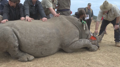 Срещу бракониерите: Инжектират радиоактивно вещество в роговете на носорози