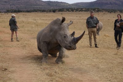 Срещу бракониерите: Инжектират радиоактивно вещество в роговете на носорози