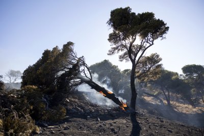 Пожари бушуват в няколко района в Гърция