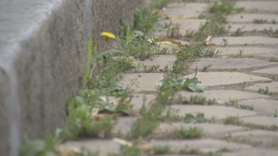 За Еньовден: Цветя, треви и плевели се появиха на жълтите павета в центъра на София