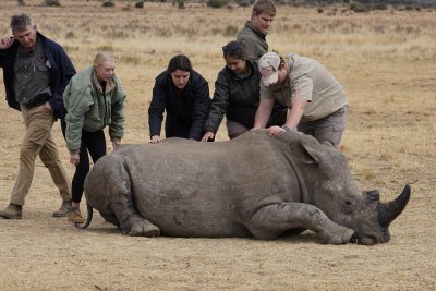 Как в Южна Африка ще пазят живота на носорозите от бракониери (СНИМКИ)