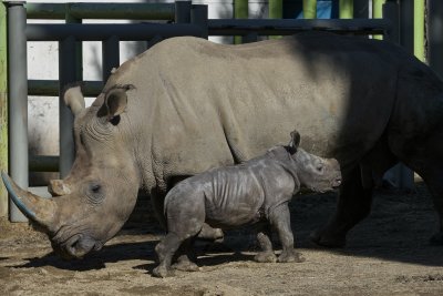 Бял носорог от застрашен вид се роди в зоопарк в Чили (СНИМКИ)