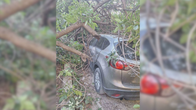 Дърво падна и премаза три коли в пловдивски квартал