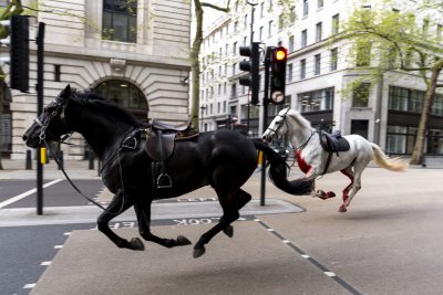 Три избягали кавалерийски коня препускаха в центъра Лондон в понеделник