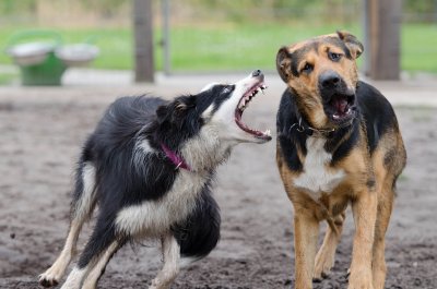 Ще се вземат ли мерки срещу безстопанствените кучета в Дупница?