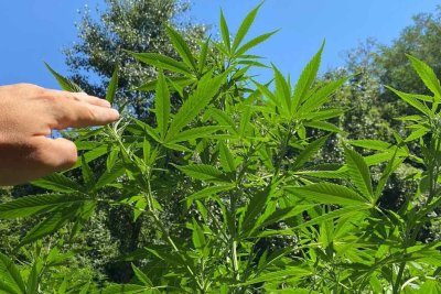 Служители на ГДБОП откриха нива с канабис на територията на