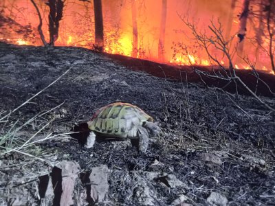 Спасиха костенурки, зайчета и таралежи, обгорели в пожара край Стара Загора