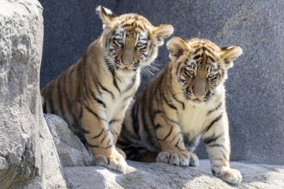 Две амурски тигърчета дебютираха пред публика в зоопарка в Кьолн