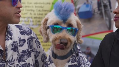 Кучета сърфисти и техните стопани се включиха в световен шампионат