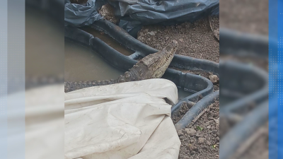 Крокодилът от Ботунец още не може да бъде прибран, стигна се до напрежение с полицията