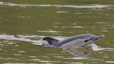 Делфин се появи в Темза