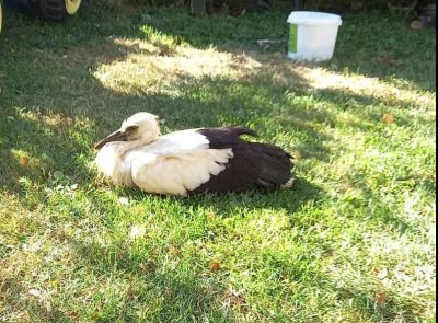 Регионалната инспекция по околната среда и водите – Плевен екип